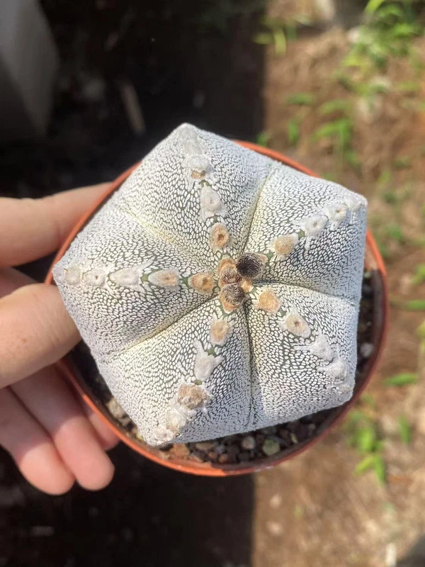 RareSucculent Plant Astrophytum myriostigma 'Onzuka' SelfRooted random