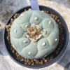 LF cactusSucculent Multiple heads Plant Garden plant seedgrowth WYSIWYG K2