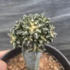 Multi-Head Ariocarpus kotschoubeyanus RareSucculent Plant WYSIWYG#62#
