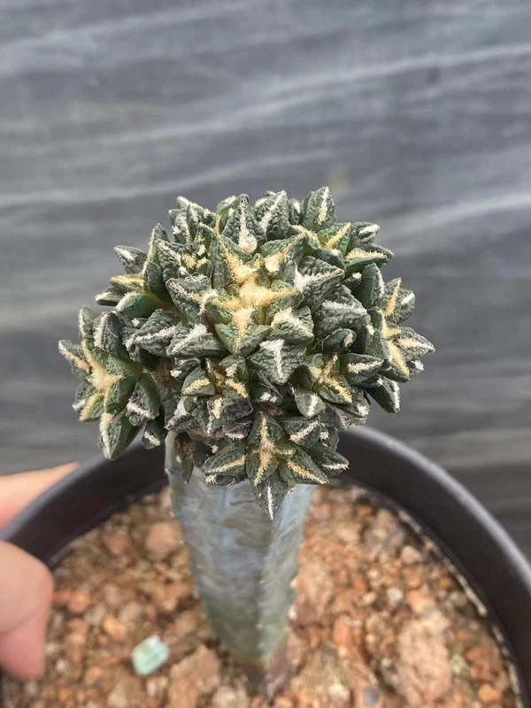 Multi-Head Ariocarpus kotschoubeyanus RareSucculent Plant WYSIWYG#62#