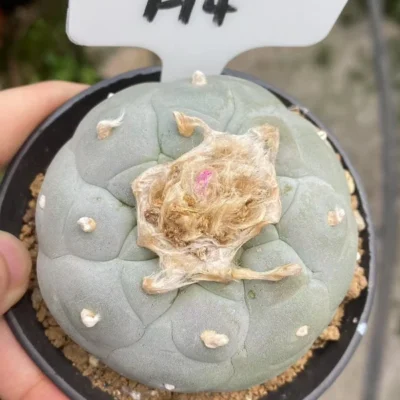 7CM LFcactus Ariocarpus 'Godzilla' SeedGrowth suculents cactus plants WYSIWYG4H