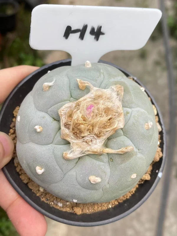 7CM LFcactus Ariocarpus 'Godzilla' SeedGrowth suculents cactus plants WYSIWYG4H