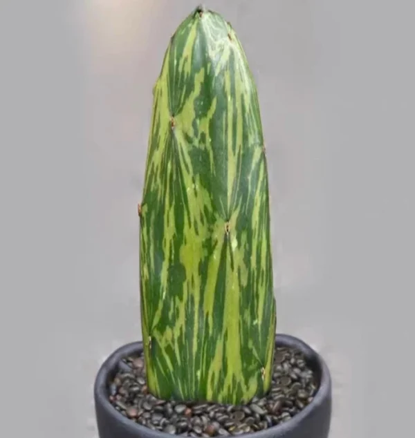 4PCS Raresucculent Opuntia strictahaw cactus Succulent potted Home plant 7-9CM