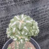 Multi Heads Ariocarpus retusus Succulentgrafted WYSIWYG 29