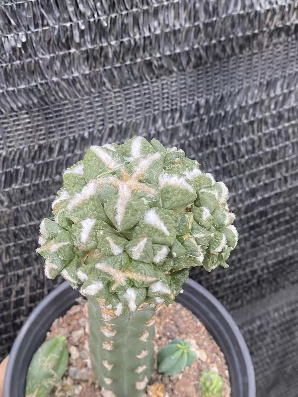 Multi Heads Ariocarpus retusus Succulentgrafted WYSIWYG 29