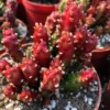 Euphorbiaceae Juss.cactus Succulent potted Home Garden Bonsai plants 8CM