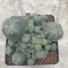 Multi-Head RareSucculent Plant Cactus Garden Decor Boutique WYSIWYG 87# 10CMpot