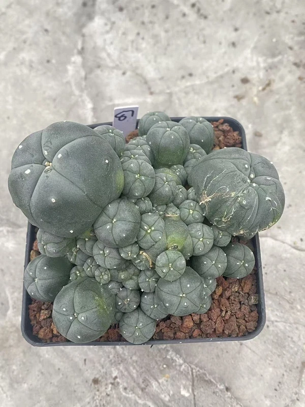 Multi-Head RareSucculent Plant Cactus Garden Decor Boutique WYSIWYG 87# 10CMpot