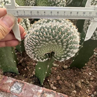 Succulent cactus plants Echinocactus phyllacanthus cristata Cacti Cactaceae