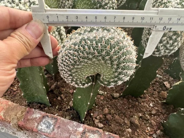 Succulent cactus plants Echinocactus phyllacanthus cristata Cacti Cactaceae