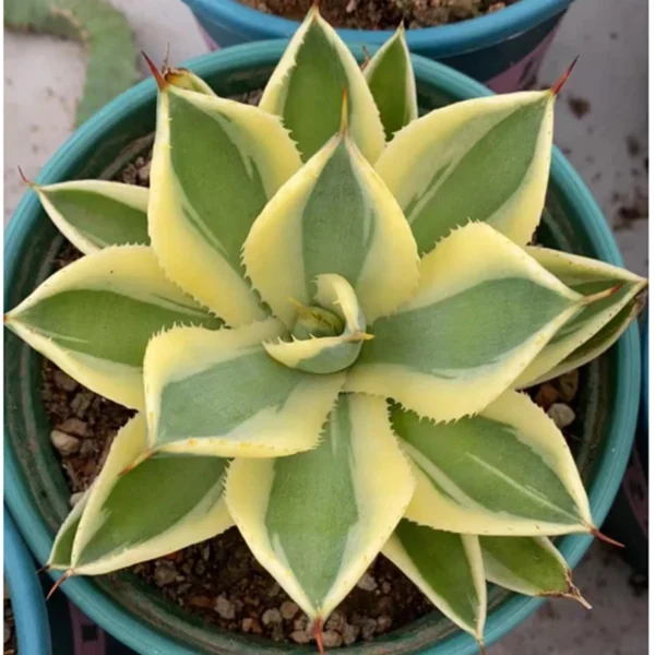 RareSucculent plants Agave potatorum Garden beautiful Plants 9-10cm