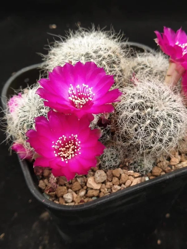 3PCS Sulcorebutia gerosenilis cactus plants Home Bonsai Decor plants 2-3cm