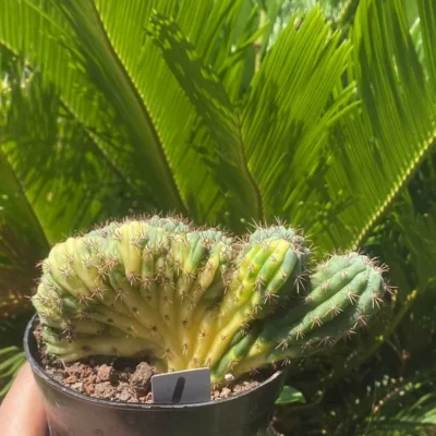 succulent Cactus Plants T.P Cristata Variegated cereus pachanoi crested WYSIWYG