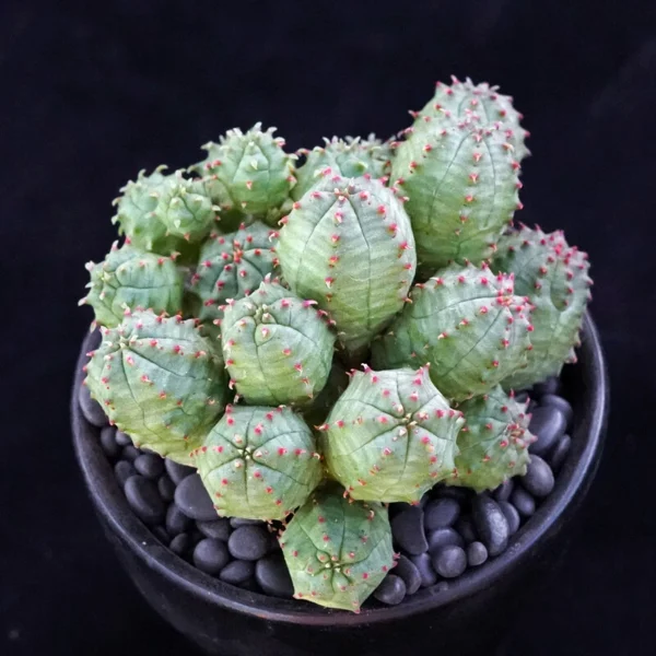 Euphorbia Obesa Multi-Head Cactaceae Succulent Cactus Plant Beautiful 6CM