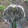 RareSucculent plant Copiapoa tenuissima cristata Multiple heads plants