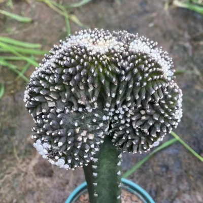 RareSucculent plant Copiapoa tenuissima cristata Multiple heads plants