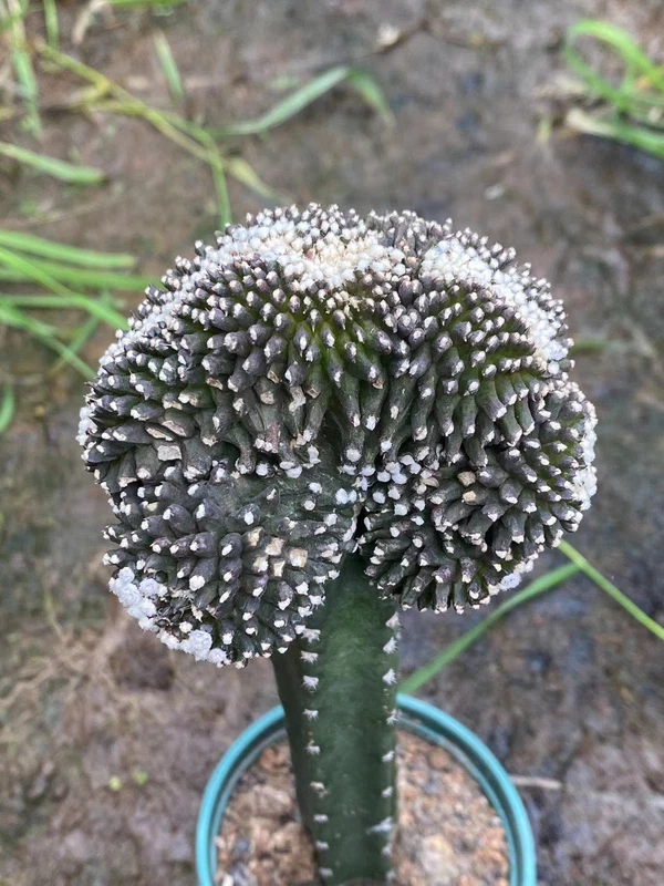 RareSucculent plant Copiapoa tenuissima cristata Multiple heads plants