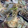 Multi Heads Dorstenia elata RareSucculent Plant roottuber
