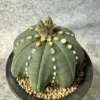 Astrophytum asterias star shap cactus Succulent plants Home Garden Bonsai 3-5cm