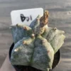 Astrophytum myriostygma 'Kikko' Seedgrown Raresuculents plants WYSIWYG #B01