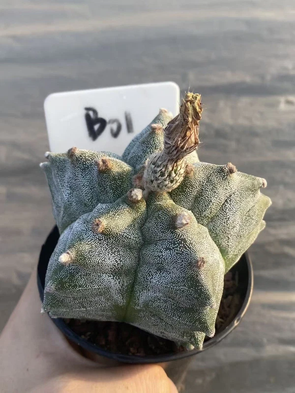 Astrophytum myriostygma 'Kikko' Seedgrown Raresuculents plants WYSIWYG #B01