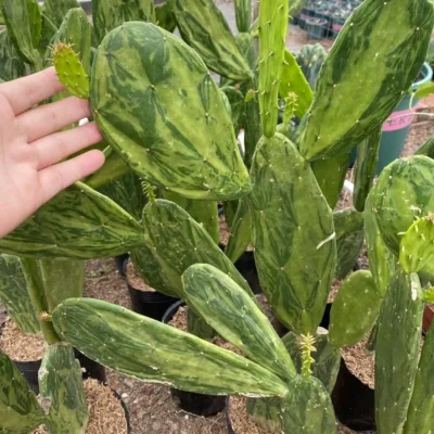 3PCS cactus Succulent plants variegated beautiful cactus plants noroot