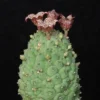 Larryleachia cactiformis cactus plants potted Garden Bonsai Plants high5-8cm