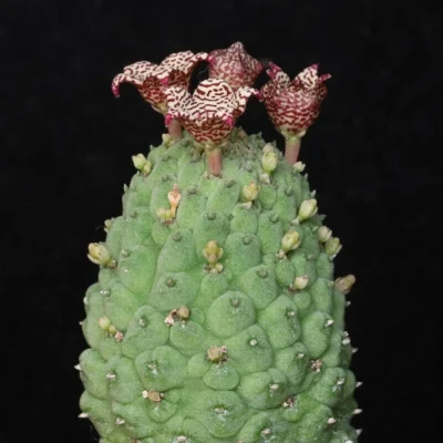 Larryleachia cactiformis cactus plants potted Garden Bonsai Plants high5-8cm