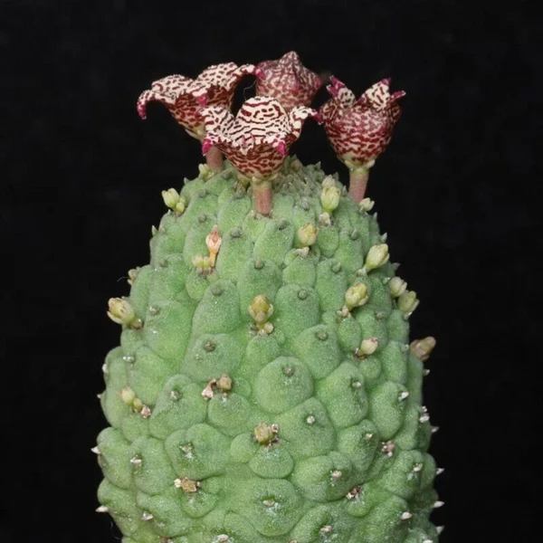 Larryleachia cactiformis cactus plants potted Garden Bonsai Plants high5-8cm