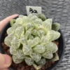 Succulent Plant Haworthia cooperi var. pilifera Variegated Garden WYSIWYG