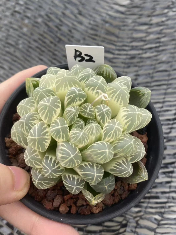 Succulent Plant Haworthia cooperi var. pilifera Variegated Garden WYSIWYG