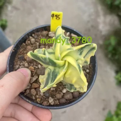 Astrophytum myriostigma cv. Fukury variegated WYSIWYG RareCactus seedgrowth 48#