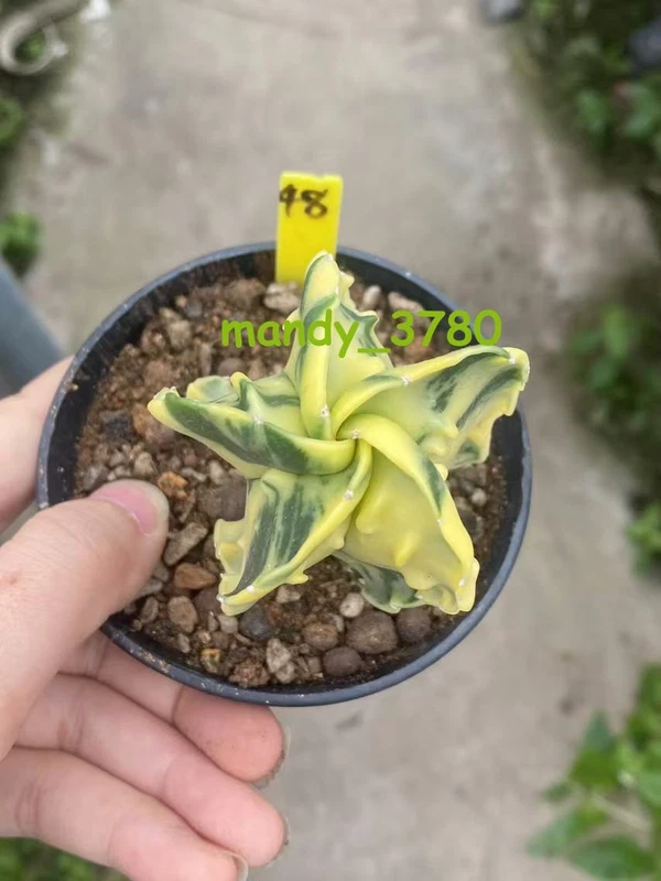 Astrophytum myriostigma cv. Fukury variegated WYSIWYG RareCactus seedgrowth 48#