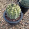 Gymnocalycium variegated Succulent Cacti Cactaceae Cactus seedgrowth WYSIWYG-