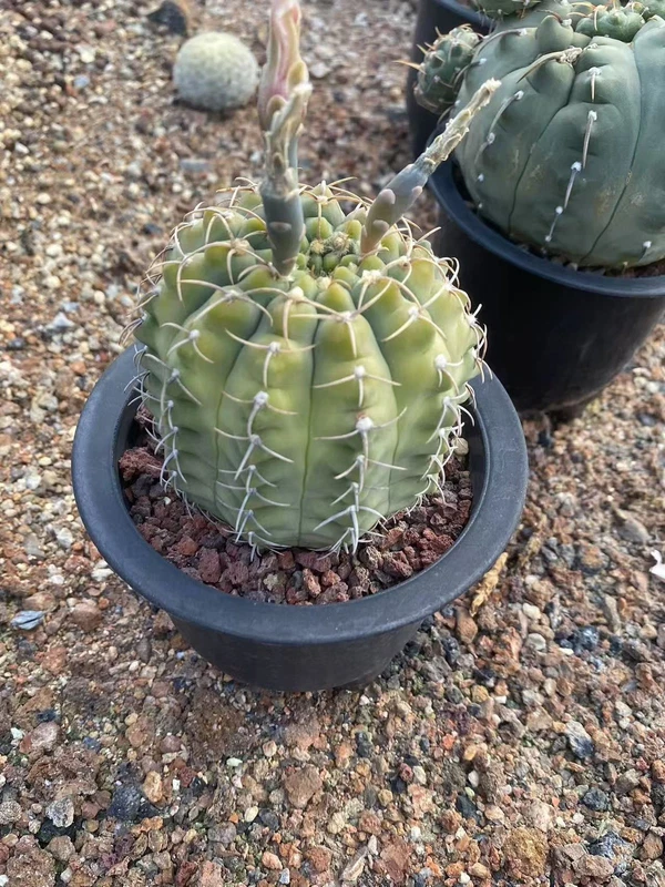 Gymnocalycium variegated Succulent Cacti Cactaceae Cactus seedgrowth WYSIWYG-