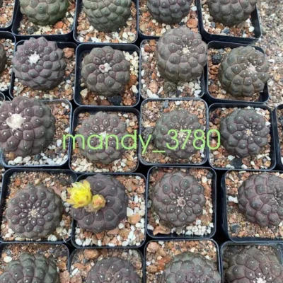 3PCS Copiapoa hypogaea 'Lizard Skin' cactus Cacti Succulent ownroot 3CM