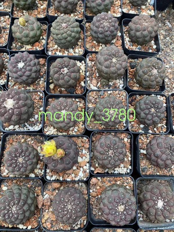 3PCS Copiapoa hypogaea 'Lizard Skin' cactus Cacti Succulent ownroot 3CM