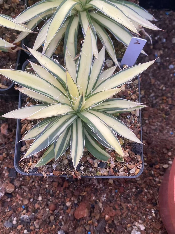 Agave parviflora Rorr var Yellow agave beautiful Succulent plants WYSIWYG