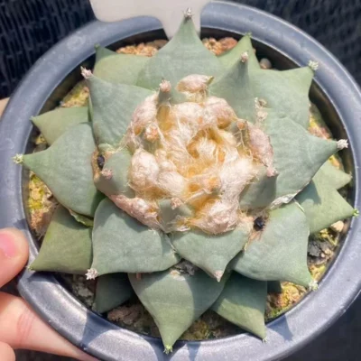 12.5Ariocarpus Retusus cactus Succulent Plant Ariocarpus seedgrowth WYSIWYG 152#