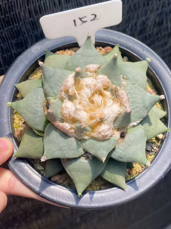 12.5Ariocarpus Retusus cactus Succulent Plant Ariocarpus seedgrowth WYSIWYG 152#