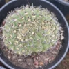Gymnocalycium bodenbenderianum cristata degraft Garden cactus Plants WYSIWYG