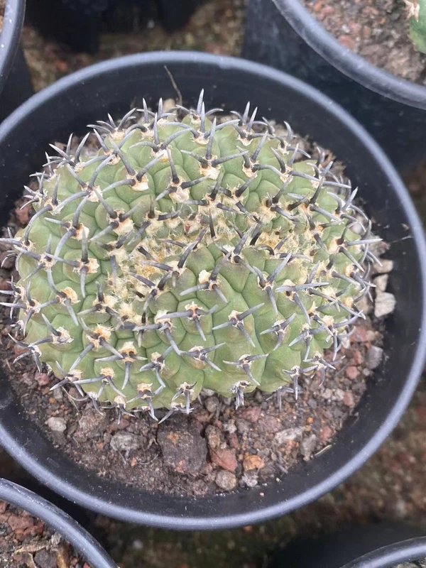 Gymnocalycium bodenbenderianum cristata degraft Garden cactus Plants WYSIWYG