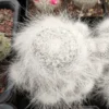 Multi Heads Succulent plant Mammillaria hahniana f. lanata SelfRooted 8CM