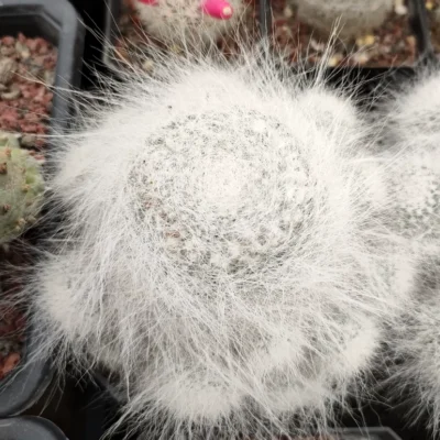 Multi Heads Succulent plant Mammillaria hahniana f. lanata SelfRooted 8CM