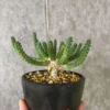 Euphorbia Inermis Mill Multi-Head Succulent Cactus Plant ownroot 8-10CM