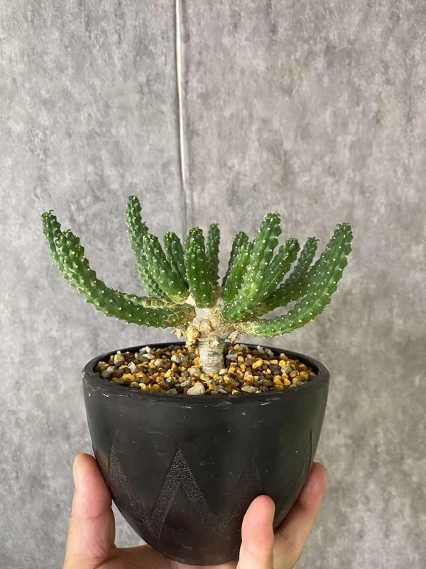 Euphorbia Inermis Mill Multi-Head Succulent Cactus Plant ownroot 8-10CM