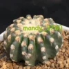 5PCS 2.5-3CM Discocactus horstii Floweringcactus Bonsai Garden Succulent plants