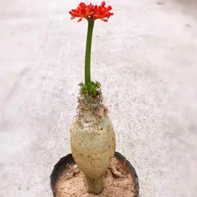 2PCS Raresucculent plant Bauhinia galpinii N. E. Brown Garden Décor Boutique14C