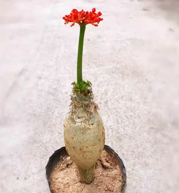 2PCS Raresucculent plant Bauhinia galpinii N. E. Brown Garden Décor Boutique14C