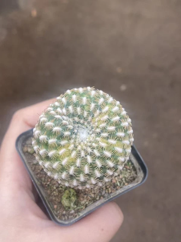 RareSucculent Plant Rebutia arenacea Variegated seedgrowth Garden Boutique 3-6CM